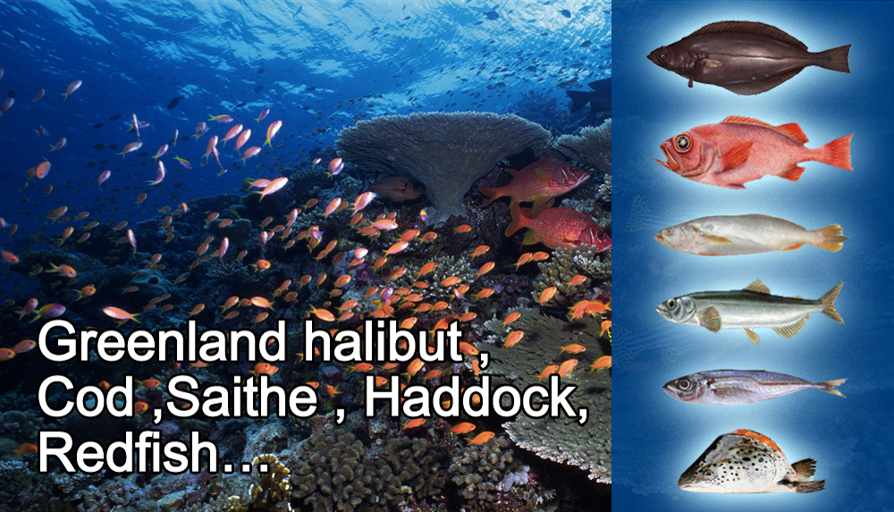 Frozen fish:Ground fish (Greenland halibut,cod,saithe,haddock,redfish…) Pelagic fiish (mackerel,capelin,sardine,blue whiting …) Other fish:Kingweak fish,corvina,ribbon fish ….Fish by products:cod backbones,salmon heads,salmon belly