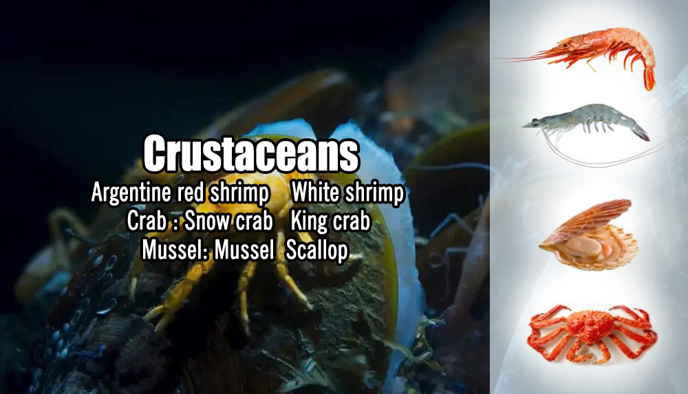 Crustaceans:Argentine red shrimp(Pleoticus muelleri) White shrimp (Penaeus Vannamei)Crab:Snow crab(Chionoecetes opilio), King crab(Lithodes Santolla)
Mussel:Mussel(Mytilus chilensis) scallop(pecten maximus)